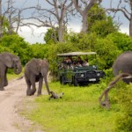 Best Safaris