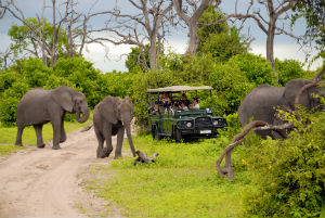 Elephants Seen On A Game Drive