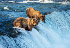 Brown Bears In Alaska