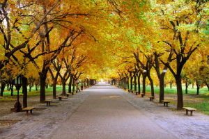 Empty Street In The Fall