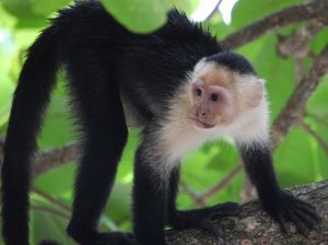 Costa Rica Wildlife 