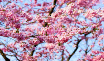 Cherry blossom Japan